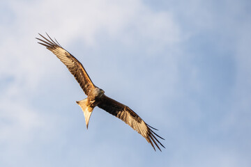 Rotmilan im Flug