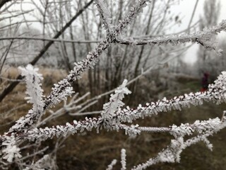 frost  snow covered branches of tree
