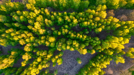 Wood and trees in spring, Aerial view of an endless woodland forest with beautiful colors during spring season. Travel and nature concept. High quality photo