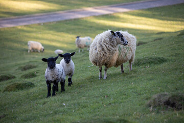Ewe and 2 black headed lambs in green pasture, Cotswolds, Gloucestershire, England, United Kingdom, Europe