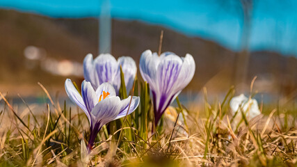 Beautiful Crocus flower details on a sunny day in spring at Vilshofen, Danube, Bavaria, Germany
