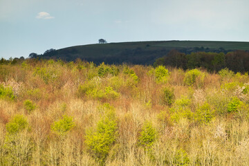 Clump of trees on Ladle Hill with spring woodland in sunlight in foreground, near Highclere, Hampshire, England, United Kingdom, Europe