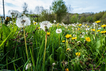 fleurs sauvages au raz du sol un matin de printemps