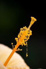 Vertical shot of a pistil of yellow hibiscus flower isolated on black background