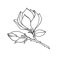 Magnolia branch with flower and bud, black outline drawing with white fill.