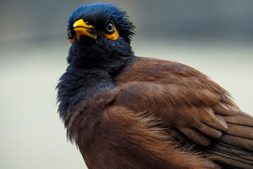 eagle look high