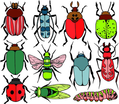 Insect collection isolated on white. Vector illustration. set of illustrations. pests, beetles, insects, animals. black and white image