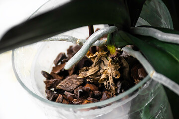 Closeup image of orchid's aerial roots and soil. Epiphytic indoor plant.
