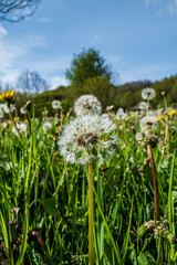 fleurs sauvages au raz du sol un matin de printemps