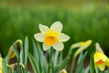 Daffodil (Narcissus) variety Sempre avanti blooms in a garden