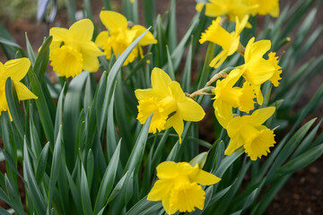 Daffodil (Narcissus) variety Saint Keverne blooms in a garden.