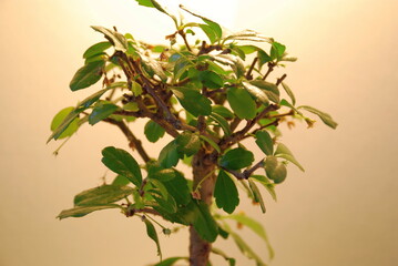 Small bonsai tree carmona small-leaved. On a light yellow background, in a rectangular black pot, a small bonsai tree grows - an evergreen shrub that eventually reaches a height of about 40 cm.