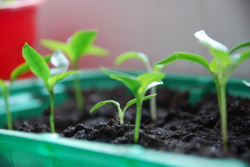 Small shoots of bell pepper seedlings. Sprouted seedlings of cultivated paprika plants on the windowsill. Small green shoots have recently come out of the ground.