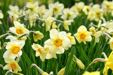 Daffodil (Narcissus) variety Pomona blooms in a garden. Close up.