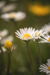 daisy in the garden