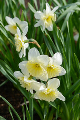 Daffodil (Narcissus) variety Ice Follies blooms in a garden.