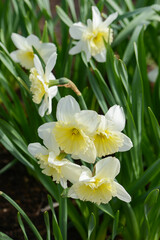 Naklejka na ściany i meble Daffodil (Narcissus) variety Ice Follies blooms in a garden.