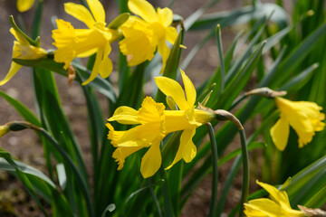 Daffodil (Narcissus) variety Saint Keverne blooms in a garden.