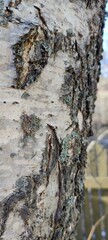 A close-up of a medium-sized birch trunk. The textured part of a birch trunk with light white bark...