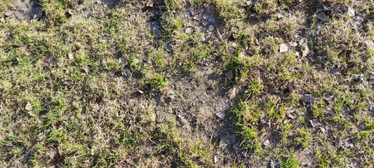 Young green grass sprouts after winter. A sunny spring day among the yellow last year's grass and...