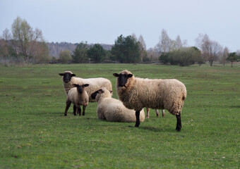Suffolk sheep group in spring pasture