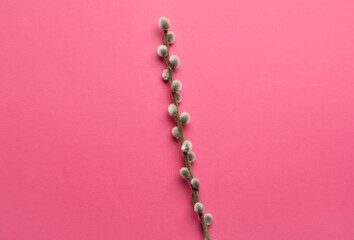 Willow branch on color background