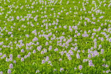 Water hyacinth flower blossom in pond in Hong Kong