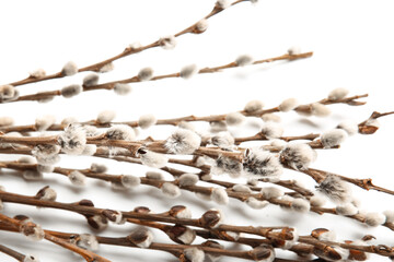 Willow branches on white background