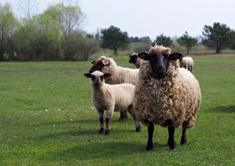 Naklejka premium Suffolk sheep group in spring pasture