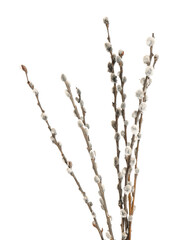 Willow branches on white background