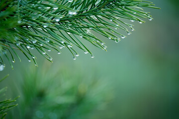 Pine branch with dew drops after rain and fog in the forest.