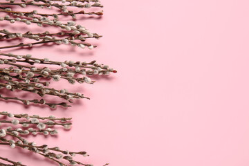 Willow branches on color background