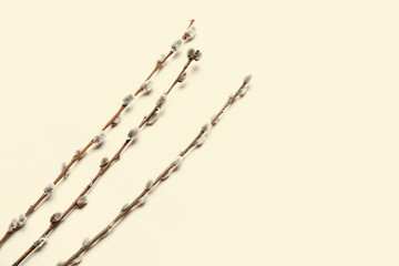 Willow branches on light background