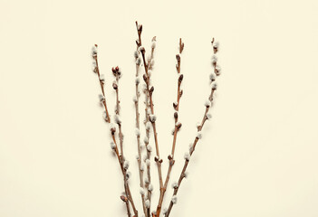 Willow branches on light background
