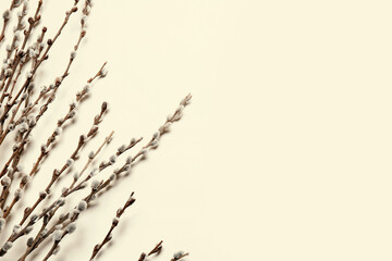 Willow branches on light background