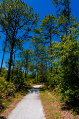Fototapeta premium path in the woods