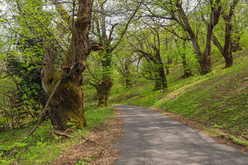 Grove of old chestnut trees ( sweet chestnut, Castanea sativa ) on sunny spring day. Montenegro