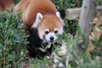 red panda eating bamboo