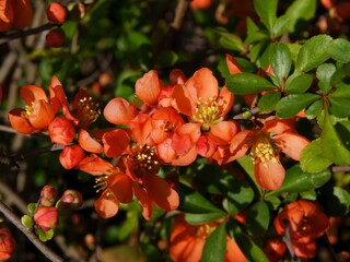 Chaenomeles japonicum with red flowers at spring