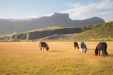 Fototapeta na wymiar Grazing Icelandic horses with Reyniskirkja Church and the village of Vik in the background on a beautiful summer afternoon.