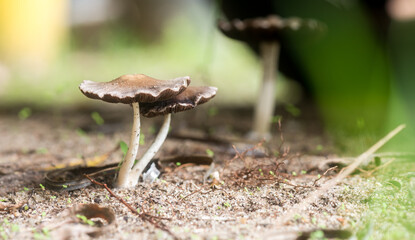 Details of some fungi or toadstools in a search for eucalyptus near Juan Lacaze, Colonia, Uruguay