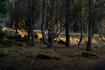 Obraz premium Mysterious dark forest, Iceland. Moss on stones, silhouettes of trees.