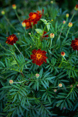 Marigold. Very beautiful bright multi-colored flowers. Close-up.