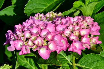 Pinke Hortensien in Nahaufnahme