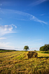 A field of straw bales in the garden. Agriculture. Summer, beautiful clouds.