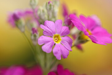 close up of purple flower