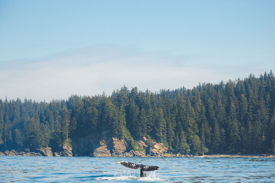 The Tail Fluke Of A Pacific Gray Whale (Eschrichtius Robustus) Splashes In Open Ocean Water Off The Wilderness Coast Of Vancouver Island, BC, Canada Near Port Renfrew.