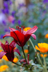 blooming dark red lily on a background of orange marigold flowers and blue bells