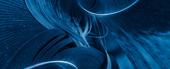 blue and black rooster feathers. background or texture