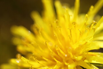 yellow flower macro